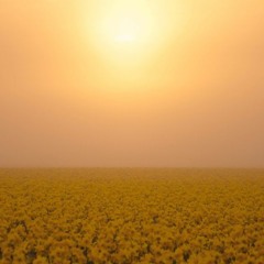 1997✝  -  field of burning flowers