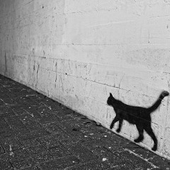 Shadow Stalker