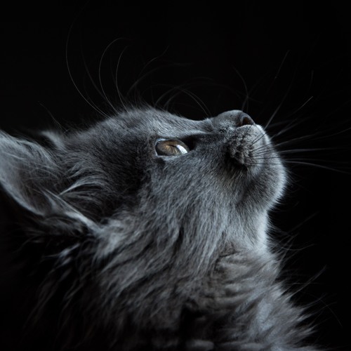 ★ FEATURED A Cat's Dream by Ayman