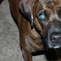 Stay, You Smiling Face