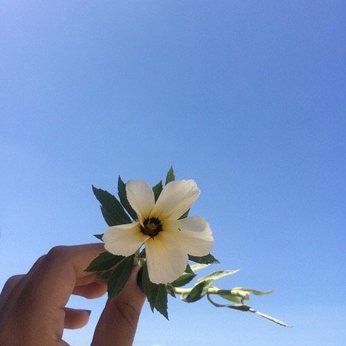 sunshine honey - mie ft minh