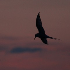 Meditación No. 1 – guitarra y electrónica