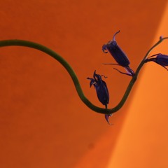 01 Bella Jean By Kittlin