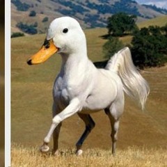 El patoballo (En Venta, For Sale) (FT. DELAIRE)