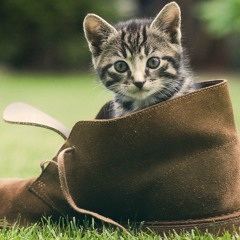 Bootzncatz