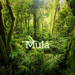 Mula