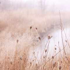 Forgotten Meadow