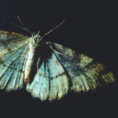Night Moth 01 Suite