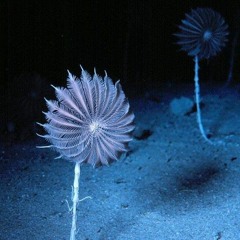 "Une Nuit Magnétique" / Céline du Chéné et Laurent Paulré