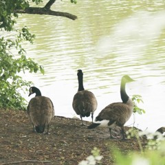 Le (demi) tour du parc-nature de l’Île-de-la-Visitation