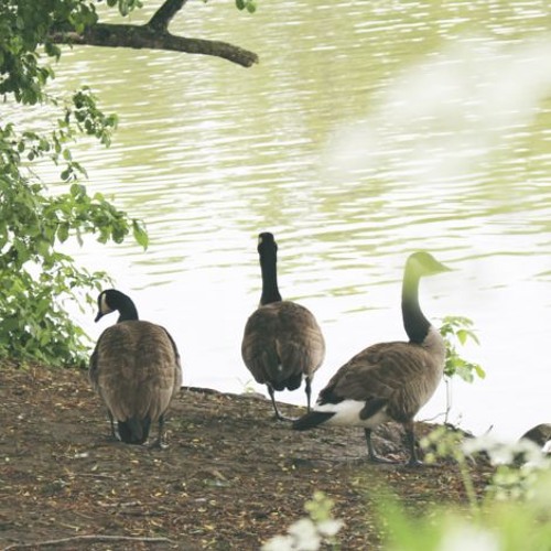 Stream episode Le (demi) tour du parcnature de l’ÎledelaVisitation