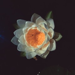 Water Lilly