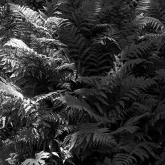 untitled ft Lych Bracey