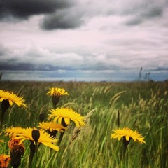 Shall i See It Again