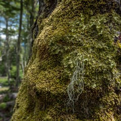 Color invierno -(uraniostudio )