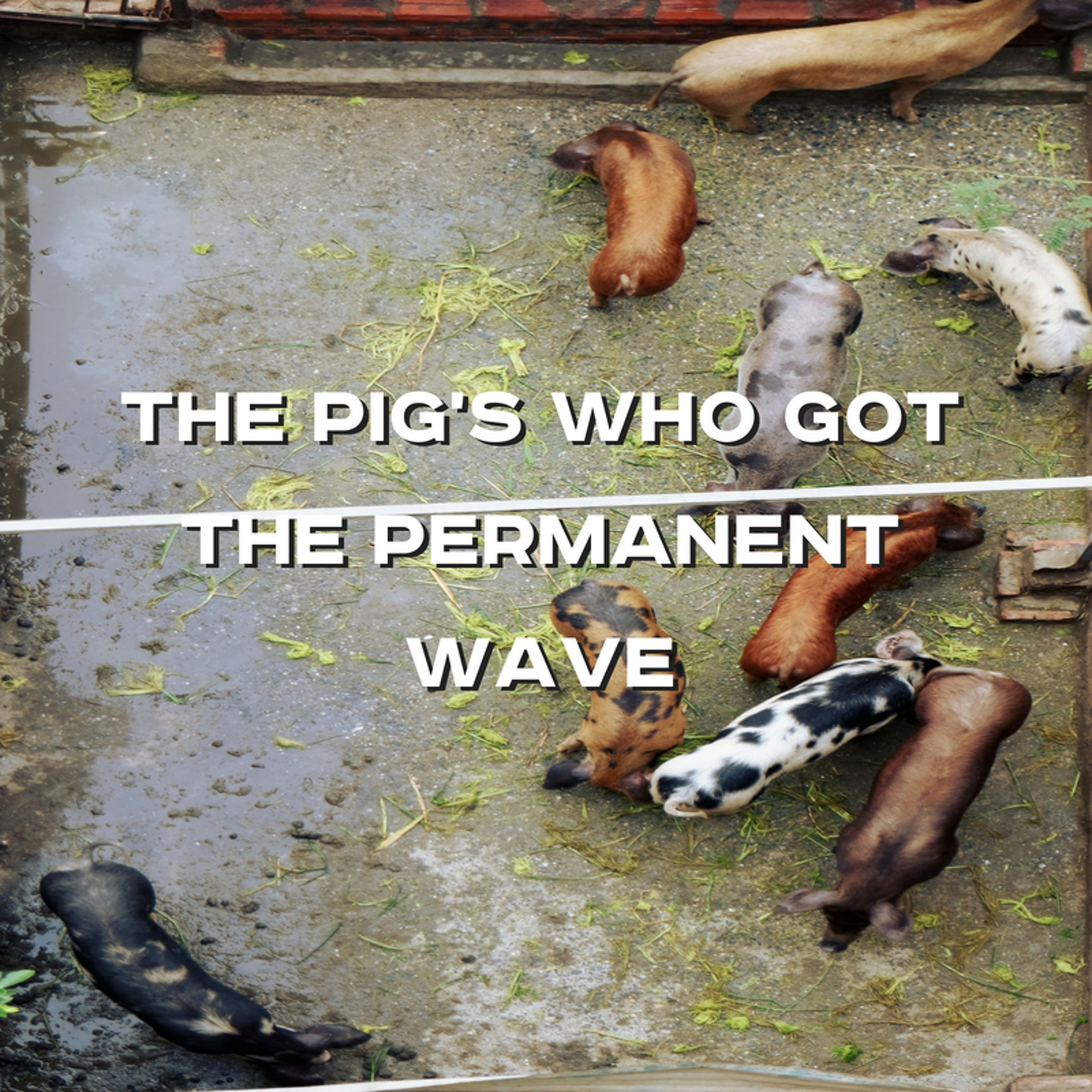 06-10-18a - Josh Pennington - The Pig's Who Got The Permanent Wave