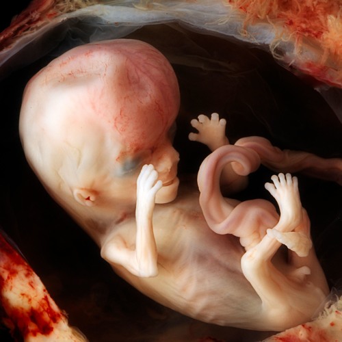 Algorithmic Experiments