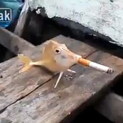 the cig that gives you cancer (prod. Fool) (vid in desc)