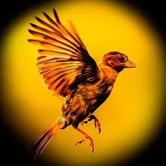 The Golden Sparrows