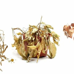 Eulogies for the Houseplants My Dumbass Essentially Murdered by Steven Markow