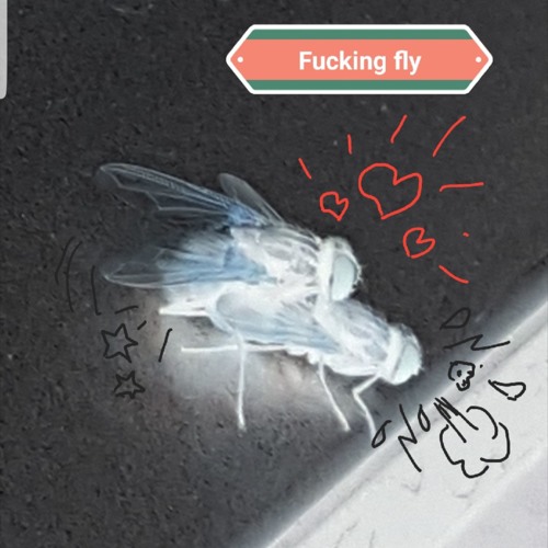 Halo of flies fuck the world