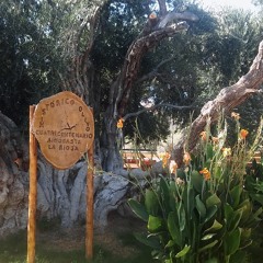 Un olivo con 400 años de historia