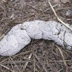 När Bajs Fick Va Vitt