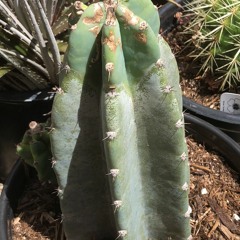 June 23 5:53am Zoom H2n On Studio Balcony