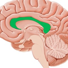 CORPUS COLLOSUM - The Brainiacs