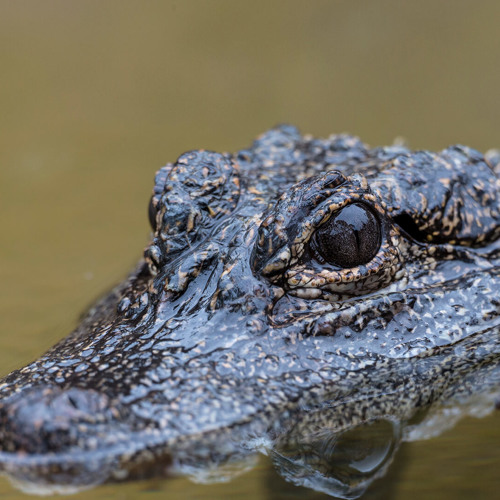 Interior Crocodile Alligator