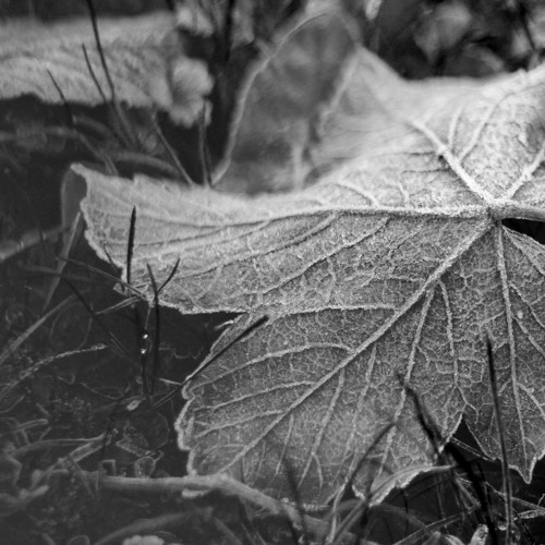 Like November : written by @VWC_Writes : read by @megwaf
