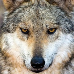 Celtic Music - Wolf Blood - YouTube (360p)