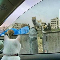 القط شرازي - محمد سعيد