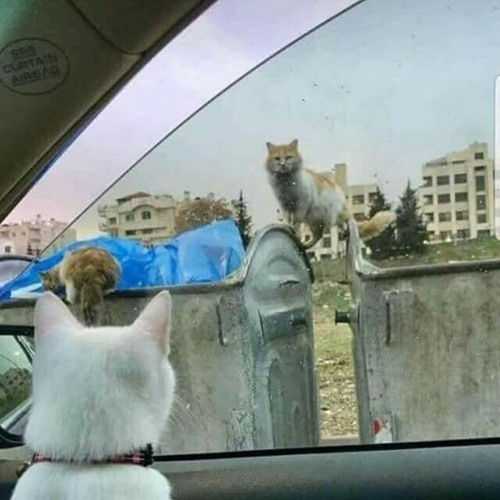 القط شرازي - محمد سعيد