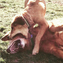 Dog Eat Dog World (Prod. Cashcache)