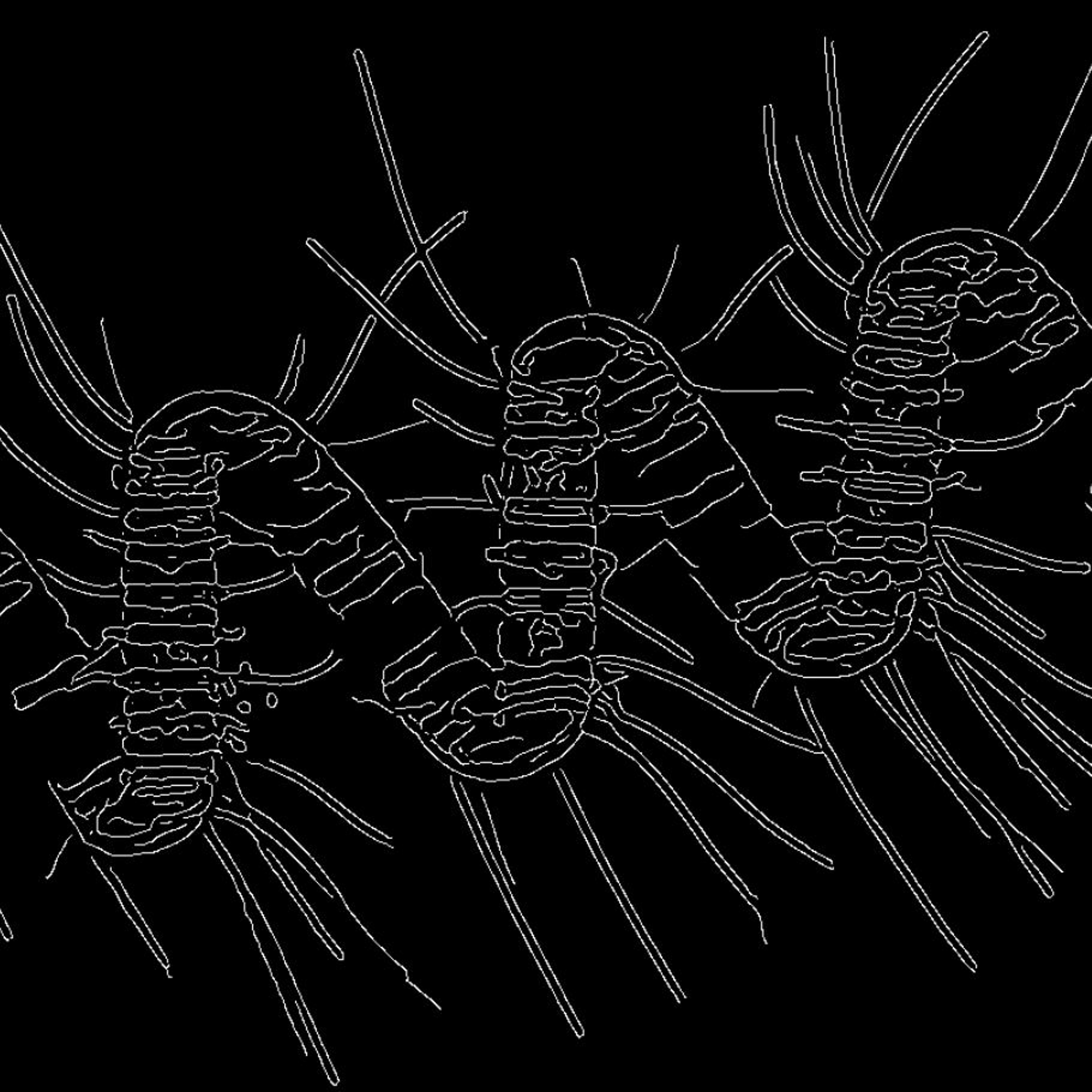 Chaetoceros Debilis  Edge episode artwork