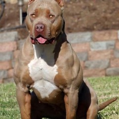 Atl.D go get it  Feat. YoungGuwap A