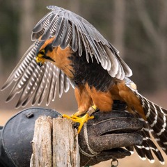 SM9K 2-11 Joe: A Falcon Good Tale