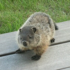 Permission To Feel Freely (demo)