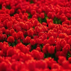 وَقَالُوا اتَّخَذَ الرَّحْمَٰنُ وَلَدًا_تقليد الحصري بامتياز