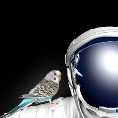 space birds