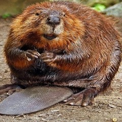 DОИКАИ - BOBER (Beaver)