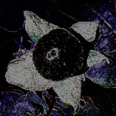 Deadly Nightshade