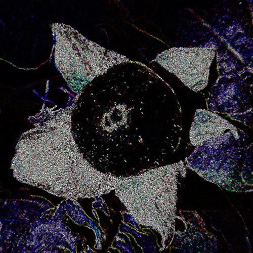 Deadly Nightshade