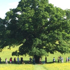 'Vuela con el Viento' Live in the woods with Kirsty Almeida and John Haycock