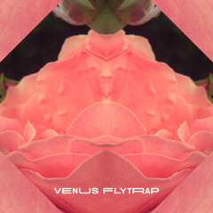 Venus FlyTrap