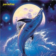 dolphin song
