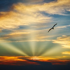 The Silent Watcher (2017)