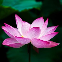 Nam Mô A Di Đà Phật