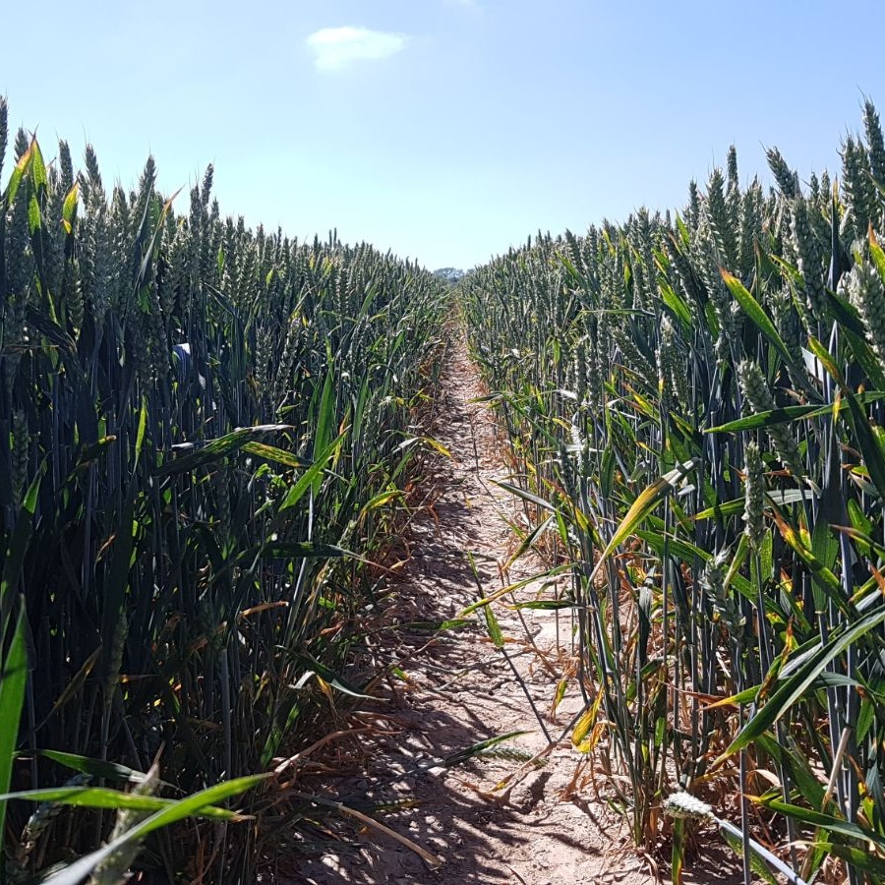 A new path for food